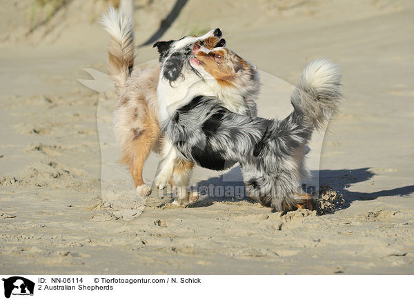 2 Australian Shepherds / NN-06114