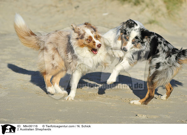 2 Australian Shepherds / NN-06116
