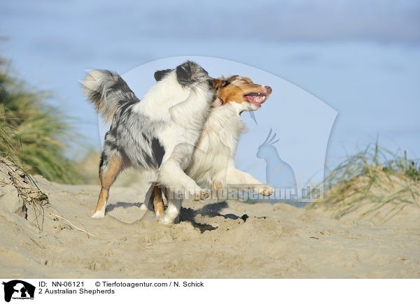 2 Australian Shepherds / NN-06121