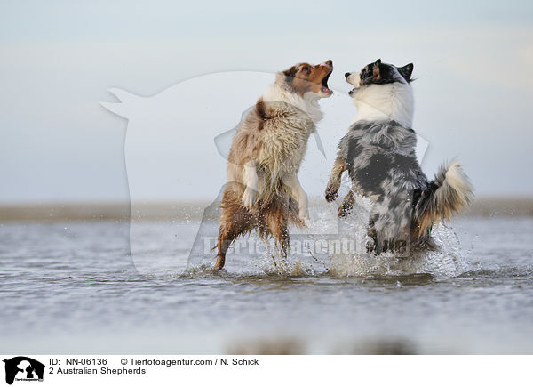 2 Australian Shepherds / NN-06136