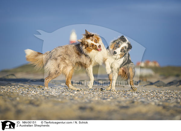 2 Australian Shepherds / NN-06151