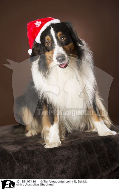 sitzender Australian Shepherd / sitting Australian Shepherd / NN-07130