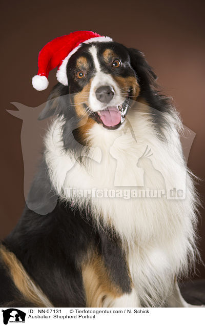 Australian Shepherd Portrait / Australian Shepherd Portrait / NN-07131