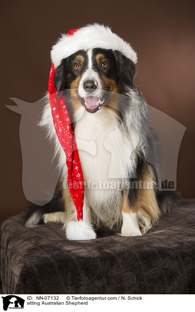 sitzender Australian Shepherd / sitting Australian Shepherd / NN-07132