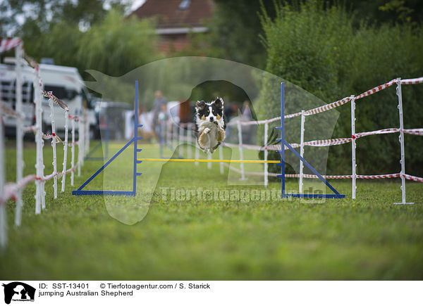springender Australian Shepherd / jumping Australian Shepherd / SST-13401