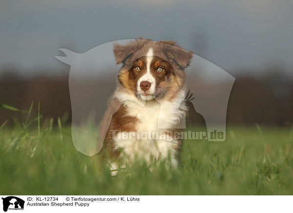 Australian Shepherd Welpe / Australian Shepherd Puppy / KL-12734