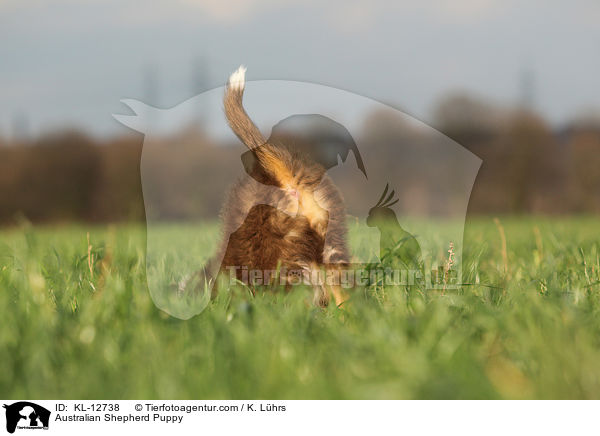 Australian Shepherd Welpe / Australian Shepherd Puppy / KL-12738