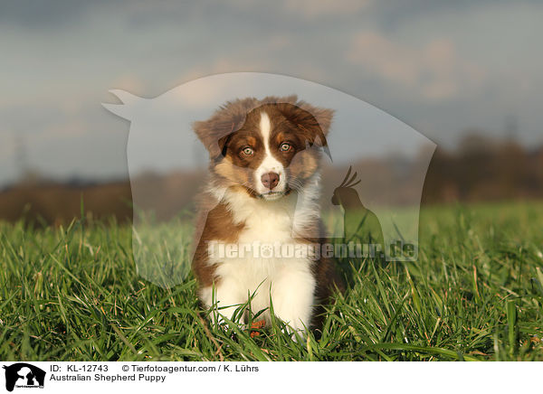Australian Shepherd Welpe / Australian Shepherd Puppy / KL-12743