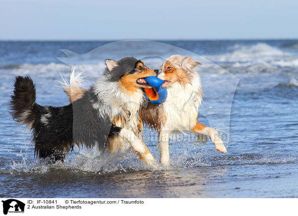2 Australian Shepherds / IF-10841