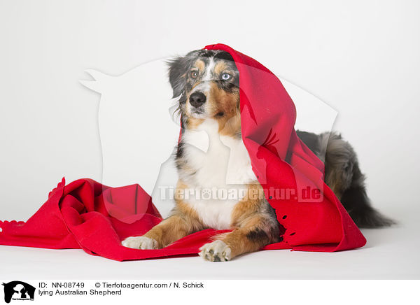 liegender Australian Shepherd / lying Australian Shepherd / NN-08749