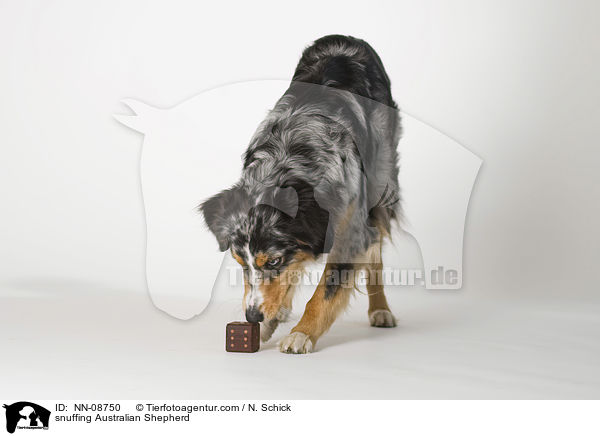 schnuppernder Australian Shepherd / snuffing Australian Shepherd / NN-08750