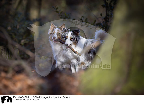 2 Australian Shepherds / NN-08761