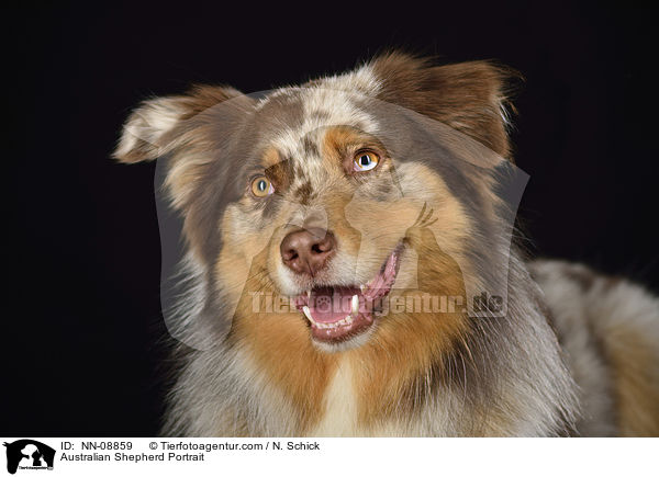 Australian Shepherd Portrait / Australian Shepherd Portrait / NN-08859