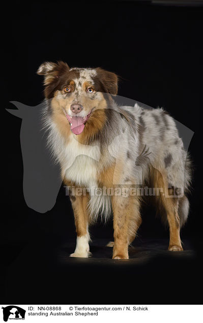 stehender Australian Shepherd / standing Australian Shepherd / NN-08868