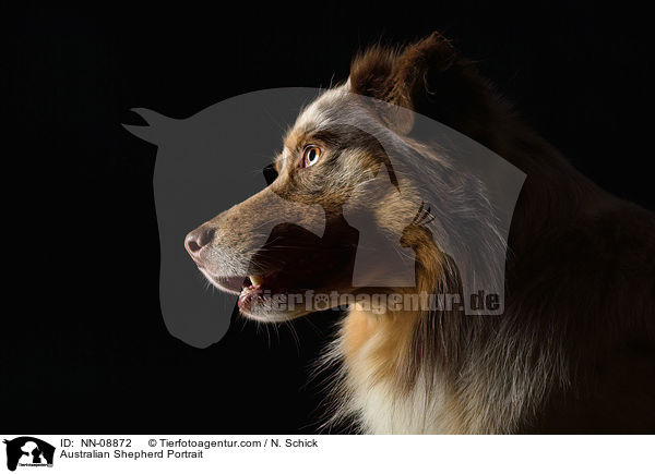 Australian Shepherd Portrait / NN-08872