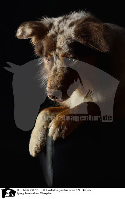 lying Australian Shepherd / NN-08877