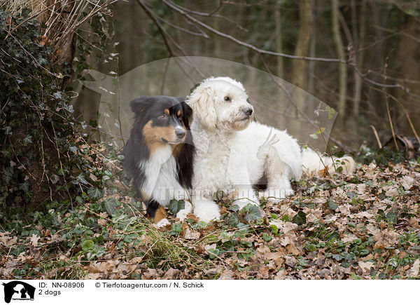 2 dogs / NN-08906
