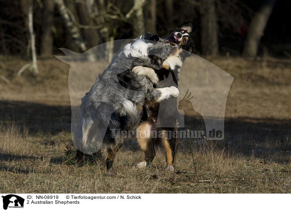 2 Australian Shepherds / NN-08919