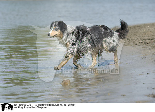 laufender Australian Shepherd / walking Australian Shepherd / NN-09033