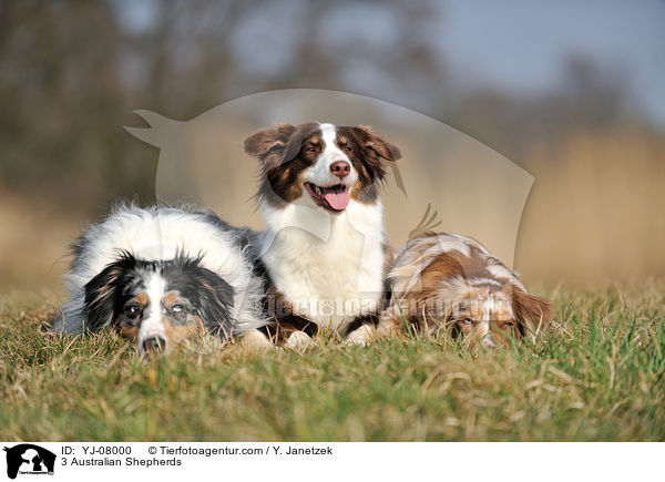 3 Australian Shepherds / 3 Australian Shepherds / YJ-08000