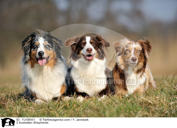 3 Australian Shepherds / 3 Australian Shepherds / YJ-08001