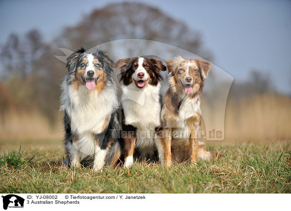 3 Australian Shepherds / 3 Australian Shepherds / YJ-08002