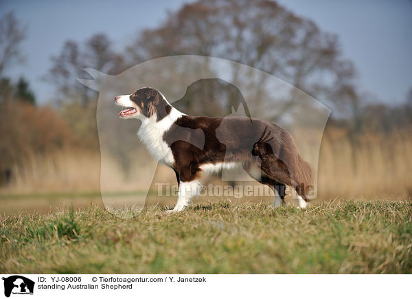 stehender Australian Shepherd / standing Australian Shepherd / YJ-08006