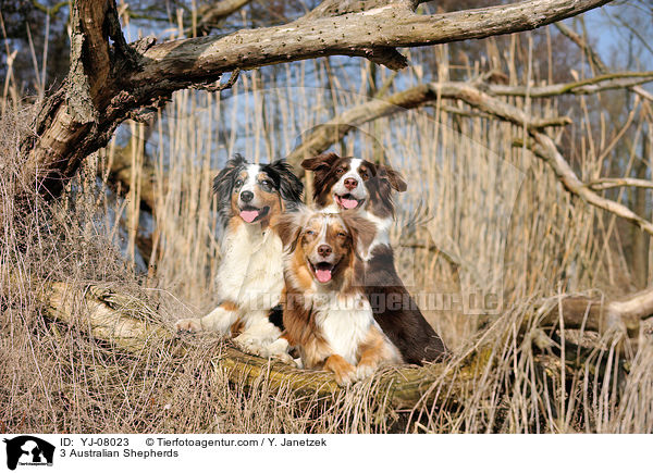 3 Australian Shepherds / 3 Australian Shepherds / YJ-08023