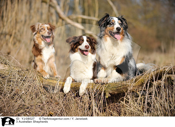 3 Australian Shepherds / 3 Australian Shepherds / YJ-08027