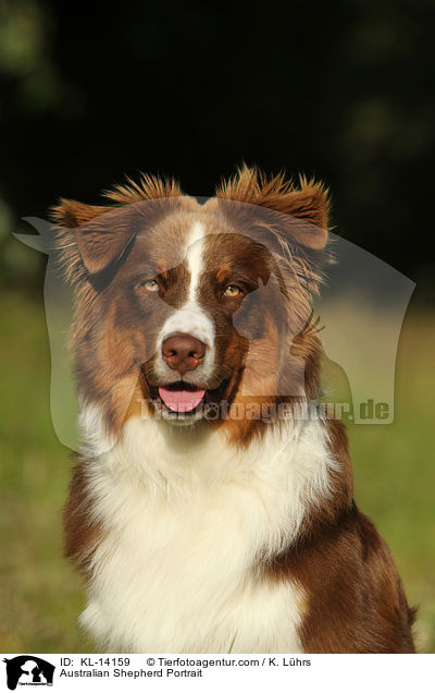 Australian Shepherd Portrait / Australian Shepherd Portrait / KL-14159