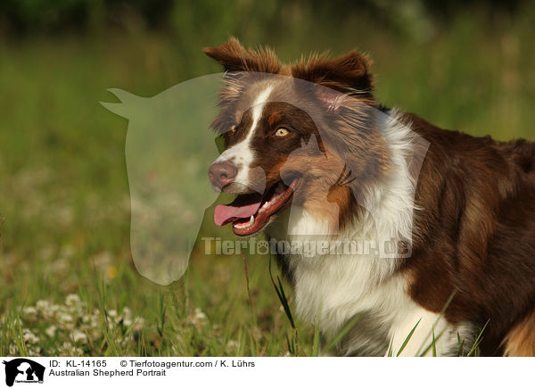 Australian Shepherd Portrait / Australian Shepherd Portrait / KL-14165