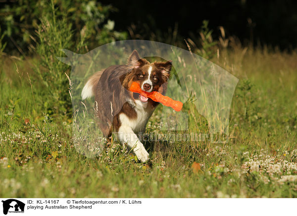 spielender Australian Shepherd / playing Australian Shepherd / KL-14167