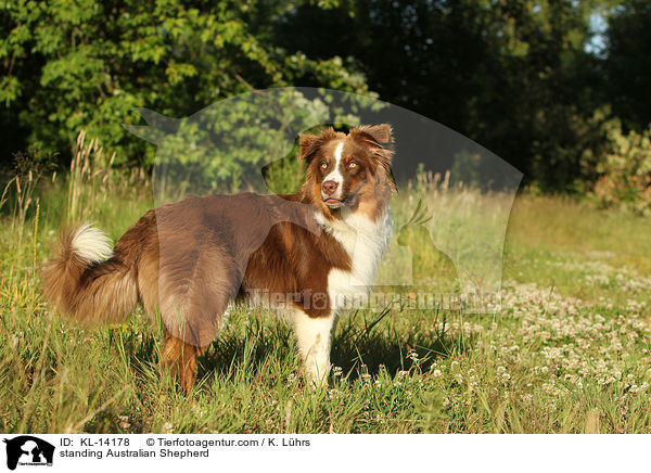 stehender Australian Shepherd / standing Australian Shepherd / KL-14178