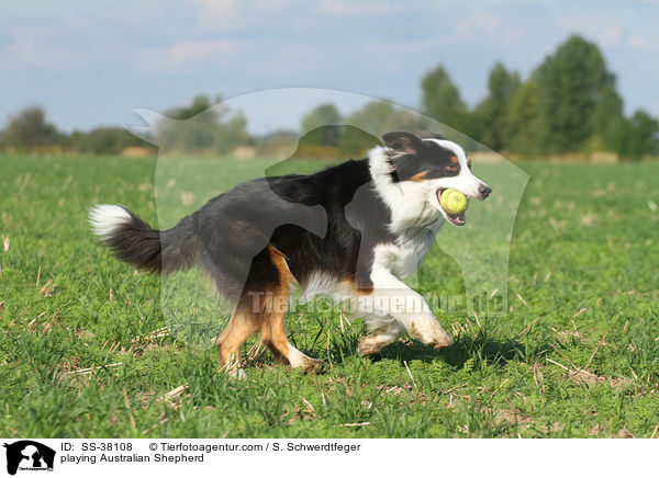 spielender Australian Shepherd / playing Australian Shepherd / SS-38108