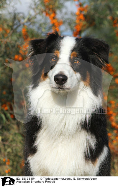 Australian Shepherd Portrait / Australian Shepherd Portrait / SS-38154