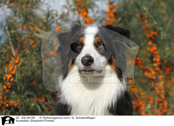 Australian Shepherd Portrait / Australian Shepherd Portrait / SS-38156
