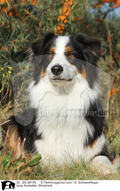 liegender Australian Shepherd / lying Australian Shepherd / SS-38159