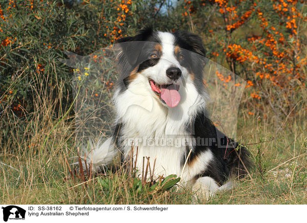 liegender Australian Shepherd / lying Australian Shepherd / SS-38162