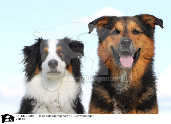 2 Hunde / 2 dogs / SS-38386