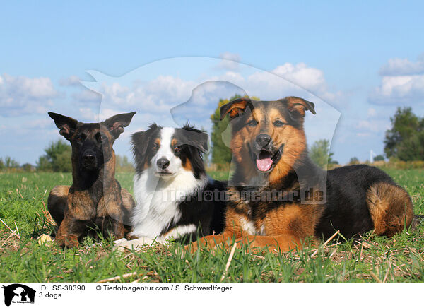 3 Hunde / 3 dogs / SS-38390