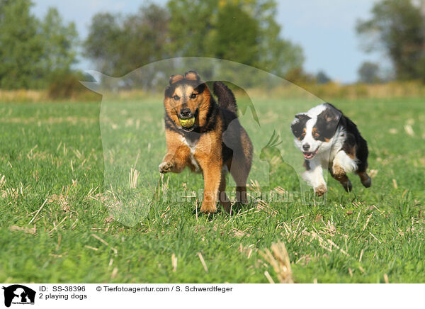 2 spielende Hunde / 2 playing dogs / SS-38396
