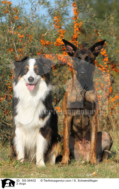 2 Hunde / 2 dogs / SS-38402
