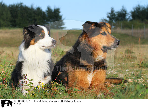 2 Hunde / 2 dogs / SS-38407