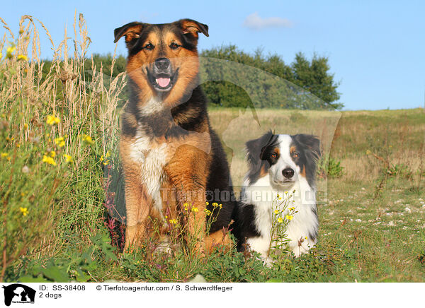 2 Hunde / 2 dogs / SS-38408