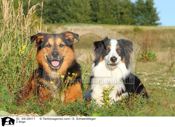 2 Hunde / 2 dogs / SS-38411