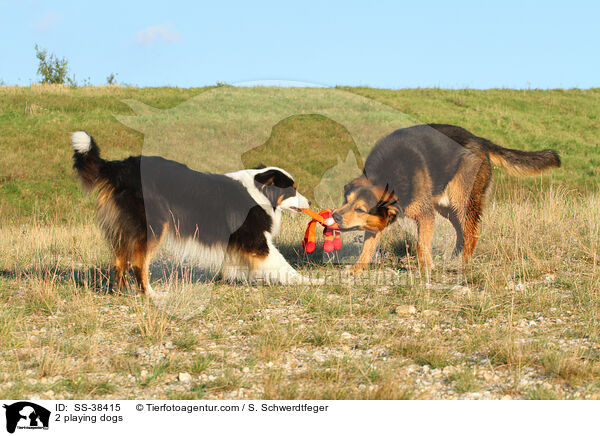 2 spielende Hunde / 2 playing dogs / SS-38415