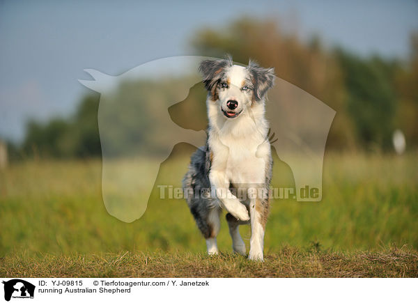 running Australian Shepherd / YJ-09815