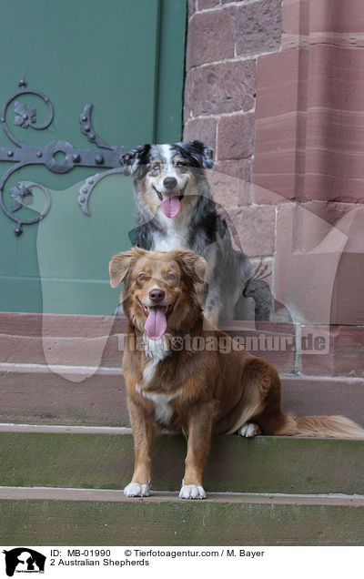 2 Australian Shepherds / 2 Australian Shepherds / MB-01990