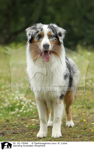 stehender Australian Shepherd / standing Australian Shepherd / KL-15084