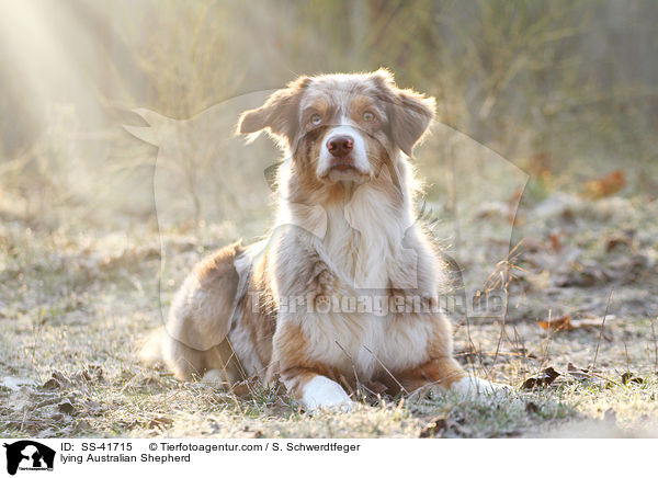 liegender Australian Shepherd / lying Australian Shepherd / SS-41715